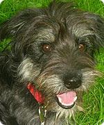 Foto Hund