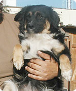 Foto Hund