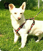 Foto Hund