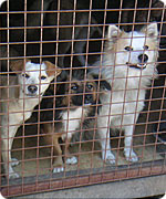 Foto Hunde